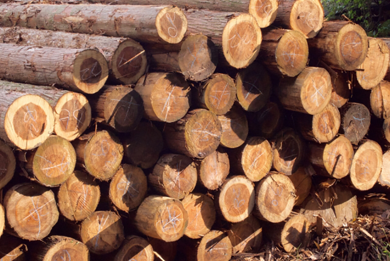 檜 ヒノキ の持つ4つの効果と驚きの強度 ジューシーガーデン 公式ブログ