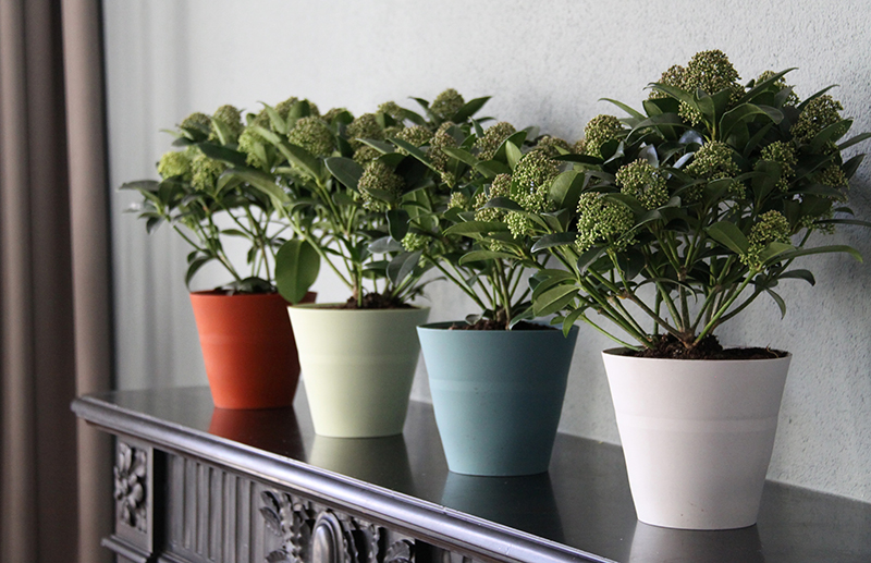 お気に入りの観葉植物 どう飾ればもっとカッコよくなる ジューシーガーデン 公式ブログ お気に入りの観葉植物 どう飾ればもっとカッコよくなる ジューシーガーデン 公式ブログ